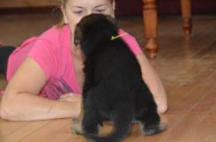 Nom du fichier=chiotkenyabergerallemand-18aout2012034.jpg
Taille du fichier=113Ko
Dimensions : 1200x795
Ajouté le : 18 Août 2012 chiotkenyabergerallemand-18aout2012034.jpg
