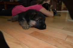 Nom du fichier=chiotkenyabergerallemand-18aout2012036.jpg
Taille du fichier=123Ko
Dimensions : 1200x795
Ajouté le : 18 Août 2012 chiotkenyabergerallemand-18aout2012036.jpg