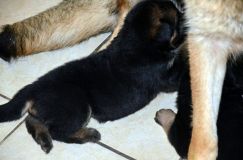 Nom du fichier=chiotroxybergerallemand-17aout2012014.jpg
Taille du fichier=159Ko
Dimensions : 1200x795
Ajouté le : 17 Août 2012 chiotroxybergerallemand-17aout2012014.jpg