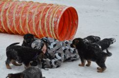 Nom du fichier=chiots--2-1-Janvier-2012001.jpg
Taille du fichier=155Ko
Dimensions : 1200x795
Ajouté le : 02 Janvier 2012 chiots--2-1-Janvier-2012001.jpg