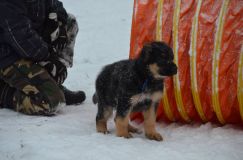 Nom du fichier=chiots--2-1-Janvier-2012002.jpg
Taille du fichier=114Ko
Dimensions : 1200x795
Ajouté le : 02 Janvier 2012 chiots--2-1-Janvier-2012002.jpg