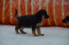 Nom du fichier=chiots--2-1-Janvier-2012003.jpg
Taille du fichier=117Ko
Dimensions : 1200x795
Ajouté le : 02 Janvier 2012 chiots--2-1-Janvier-2012003.jpg