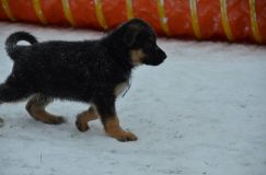 chiots--2-1-Janvier-2012004.jpg