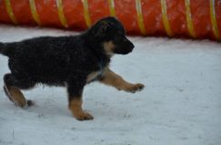 chiots--2-1-Janvier-2012005.jpg