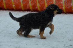 chiots--2-1-Janvier-2012006.jpg