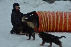 chiots--2-1-Janvier-2012007.jpg