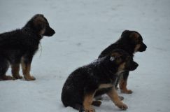 chiots--2-1-Janvier-2012008.jpg