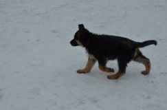 chiots--2-1-Janvier-2012009.jpg