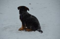 chiots--2-1-Janvier-2012010.jpg