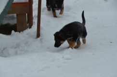 chiots--2-1-Janvier-2012011.jpg