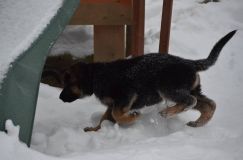 chiots--2-1-Janvier-2012012.jpg