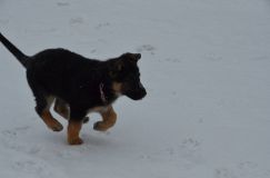 chiots--2-1-Janvier-2012013.jpg