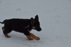 chiots--2-1-Janvier-2012014.jpg