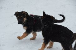 Nom du fichier=chiots--2-1-Janvier-2012015.jpg
Taille du fichier=85Ko
Dimensions : 1200x795
Ajouté le : 02 Janvier 2012 chiots--2-1-Janvier-2012015.jpg