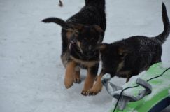 Nom du fichier=chiots--2-1-Janvier-2012016.jpg
Taille du fichier=84Ko
Dimensions : 1200x795
Ajouté le : 02 Janvier 2012 chiots--2-1-Janvier-2012016.jpg