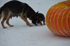 Nom du fichier=chiots--2-1-Janvier-2012017.jpg
Taille du fichier=87Ko
Dimensions : 1200x795
Ajouté le : 02 Janvier 2012 chiots--2-1-Janvier-2012017.jpg
