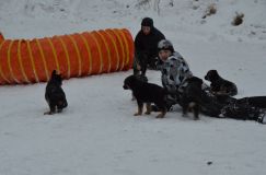 chiots--2-1-Janvier-2012018.jpg