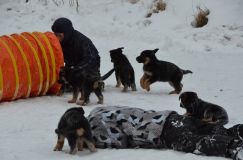 Nom du fichier=chiots--2-1-Janvier-2012019.jpg
Taille du fichier=106Ko
Dimensions : 1200x795
Ajouté le : 02 Janvier 2012 chiots--2-1-Janvier-2012019.jpg