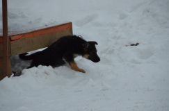 chiots--2-1-Janvier-2012020.jpg