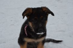 chiots--2-1-Janvier-2012021.jpg