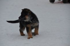 Nom du fichier=chiots--2-1-Janvier-2012022.jpg
Taille du fichier=61Ko
Dimensions : 1200x795
Ajouté le : 02 Janvier 2012 chiots--2-1-Janvier-2012022.jpg