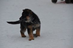 chiots--2-1-Janvier-2012022.jpg