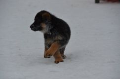 chiots--2-1-Janvier-2012023.jpg