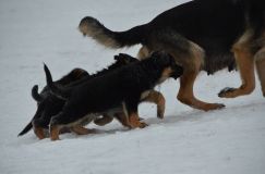 Nom du fichier=chiots--2-1-Janvier-2012024.jpg
Taille du fichier=76Ko
Dimensions : 1200x795
Ajouté le : 02 Janvier 2012 chiots--2-1-Janvier-2012024.jpg