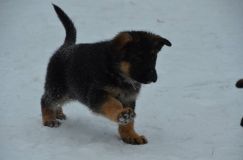 chiots--2-1-Janvier-2012025.jpg