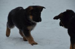 Nom du fichier=chiots--2-1-Janvier-2012026.jpg
Taille du fichier=64Ko
Dimensions : 1200x795
Ajouté le : 02 Janvier 2012 chiots--2-1-Janvier-2012026.jpg