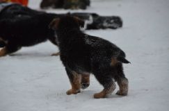 Nom du fichier=chiots--2-1-Janvier-2012027.jpg
Taille du fichier=73Ko
Dimensions : 1200x795
Ajouté le : 02 Janvier 2012 chiots--2-1-Janvier-2012027.jpg
