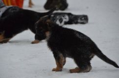 chiots--2-1-Janvier-2012028.jpg