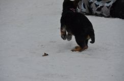 chiots--2-1-Janvier-2012029.jpg