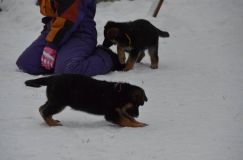 Nom du fichier=chiots--2-1-Janvier-2012030.jpg
Taille du fichier=62Ko
Dimensions : 1200x795
Ajouté le : 02 Janvier 2012 chiots--2-1-Janvier-2012030.jpg