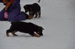 Nom du fichier=chiots--2-1-Janvier-2012031.jpg
Taille du fichier=61Ko
Dimensions : 1200x795
Ajouté le : 02 Janvier 2012 chiots--2-1-Janvier-2012031.jpg