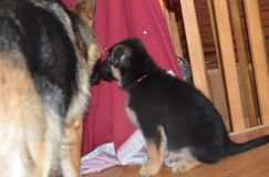 chiots--29-decembre-11042.jpg