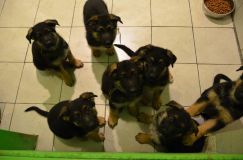 Nom du fichier=chiots--3-Janvier-2012001.jpg
Taille du fichier=102Ko
Dimensions : 1200x795
Ajouté le : 03 Janvier 2012 chiots--3-Janvier-2012001.jpg