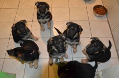 chiots--3-Janvier-2012002.jpg