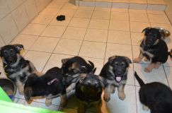 Nom du fichier=chiots--3-Janvier-2012015.jpg
Taille du fichier=117Ko
Dimensions : 1200x795
Ajouté le : 03 Janvier 2012 chiots--3-Janvier-2012015.jpg