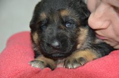 Nom du fichier=chiots--3-Janvier-2012016.jpg
Taille du fichier=118Ko
Dimensions : 1200x795
Ajouté le : 03 Janvier 2012 chiots--3-Janvier-2012016.jpg