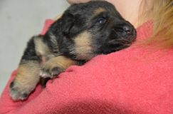 Nom du fichier=chiots--3-Janvier-2012017.jpg
Taille du fichier=116Ko
Dimensions : 1200x795
Ajouté le : 03 Janvier 2012 chiots--3-Janvier-2012017.jpg