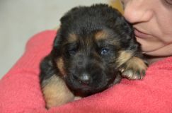 Nom du fichier=chiots--3-Janvier-2012018.jpg
Taille du fichier=109Ko
Dimensions : 1200x795
Ajouté le : 03 Janvier 2012 chiots--3-Janvier-2012018.jpg