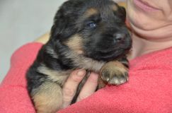 Nom du fichier=chiots--3-Janvier-2012019.jpg
Taille du fichier=117Ko
Dimensions : 1200x795
Ajouté le : 03 Janvier 2012 chiots--3-Janvier-2012019.jpg