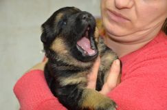 Nom du fichier=chiots--3-Janvier-2012021.jpg
Taille du fichier=111Ko
Dimensions : 1200x795
Ajouté le : 03 Janvier 2012 chiots--3-Janvier-2012021.jpg