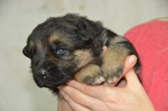 chiots--3-Janvier-2012035.jpg