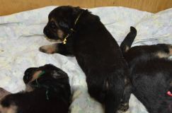 chiots--3-a-Janvier-2012007.jpg