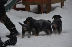 Nom du fichier=chiots--30-decembre-11013.jpg
Taille du fichier=81Ko
Dimensions : 1200x795
Ajouté le : 30 Décembre 2011 chiots--30-decembre-11013.jpg