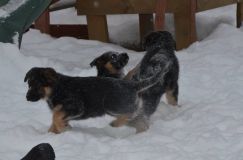 Nom du fichier=chiots--30-decembre-11014.jpg
Taille du fichier=85Ko
Dimensions : 1200x795
Ajouté le : 30 Décembre 2011 chiots--30-decembre-11014.jpg