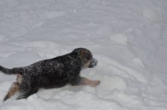 chiots--30-decembre-11025.jpg