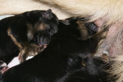 Nom du fichier=chiots-11nov007.jpg
Taille du fichier=113Ko
Dimensions : 1200x802
Ajouté le : 11 Novembre 2011 chiots-11nov007.jpg